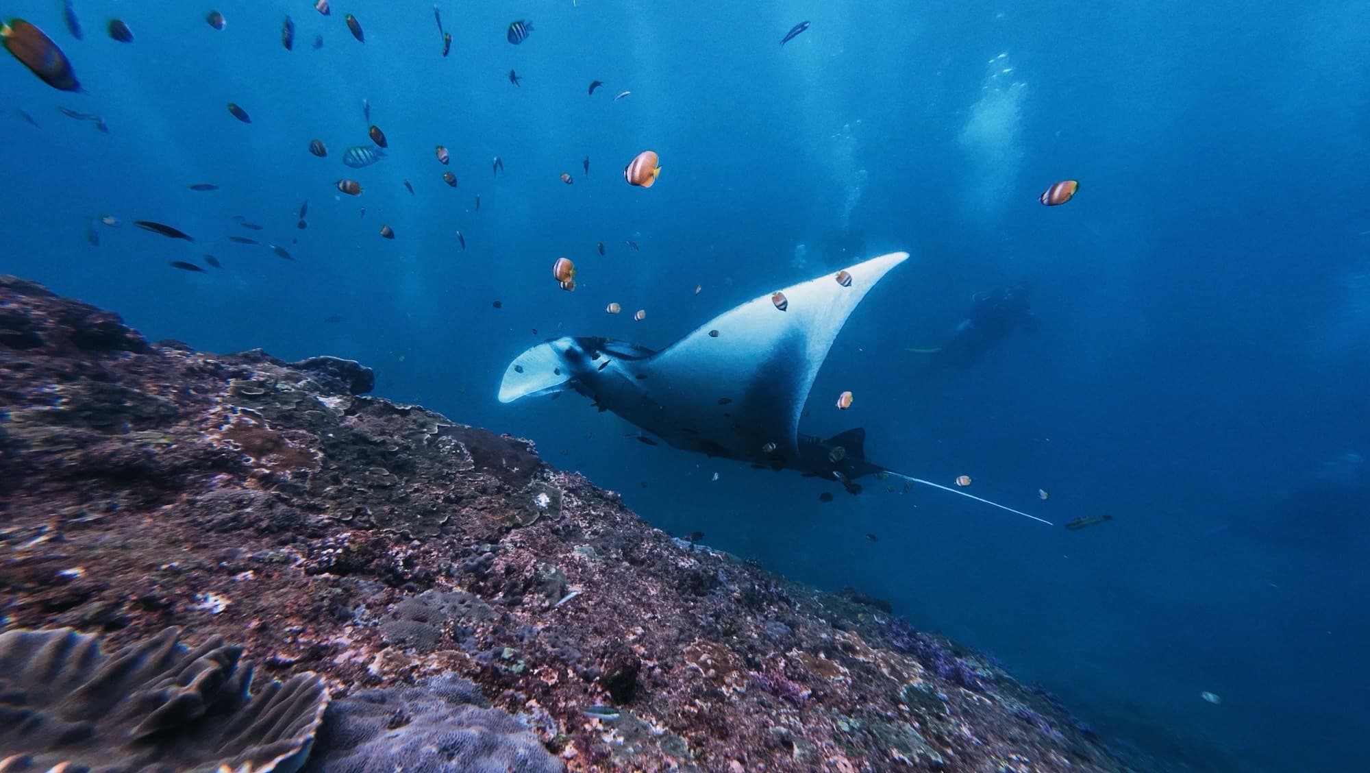 Nusa Lembongan Tour & Manta Bay Snorkeling — All Inclusive