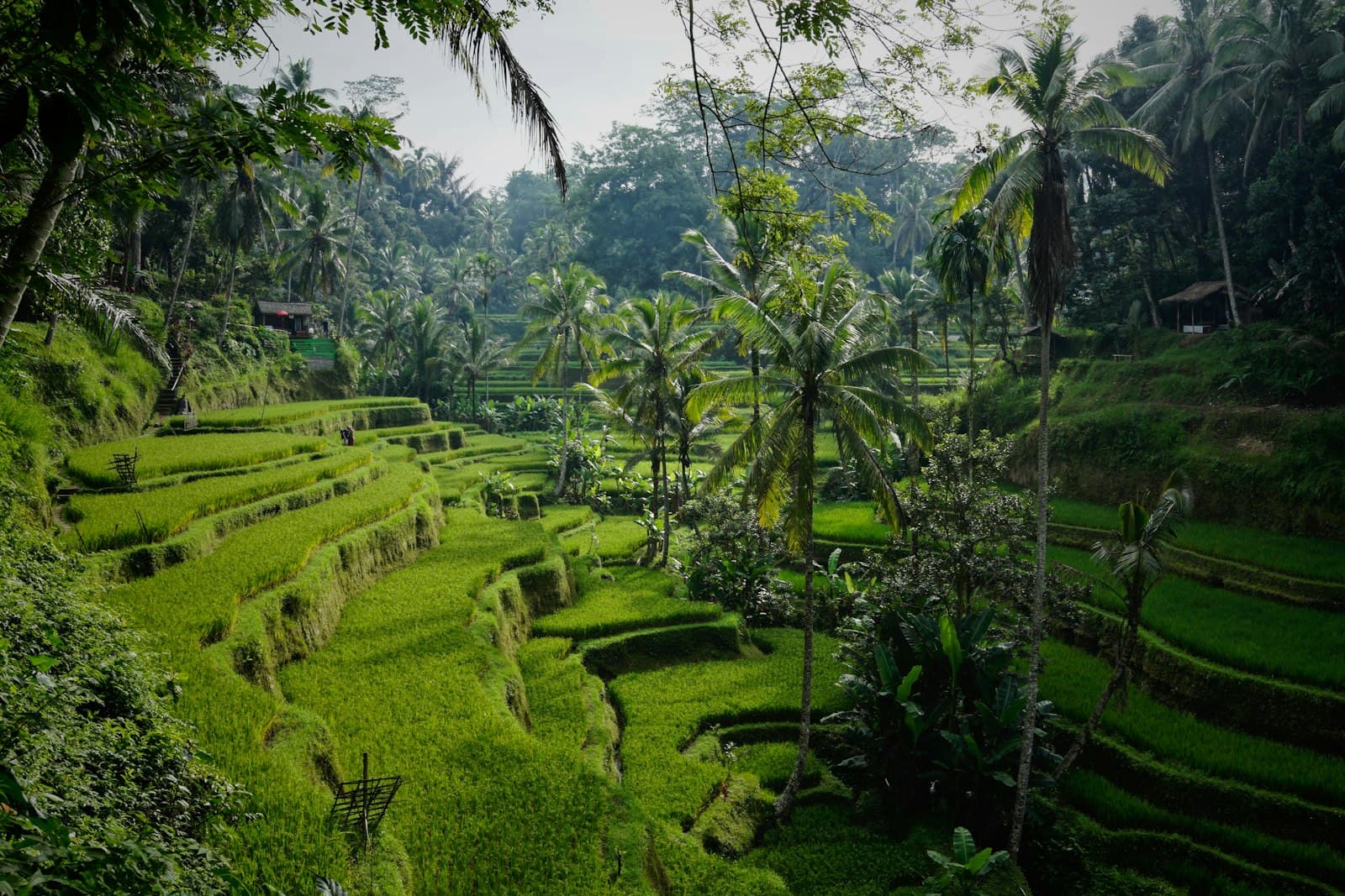 5 Days Amazing Bali Tour